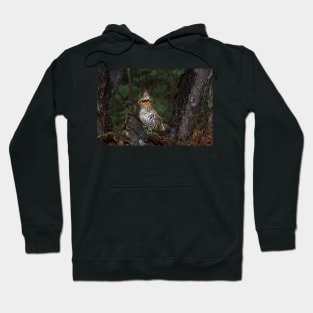 Ruffed Grouse - Algonquin Park, Canada Hoodie